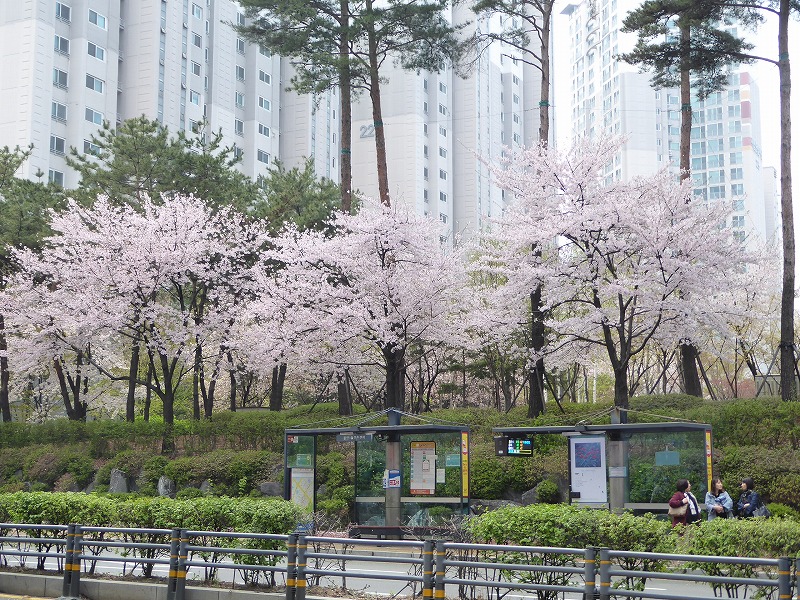 韓国の桜
