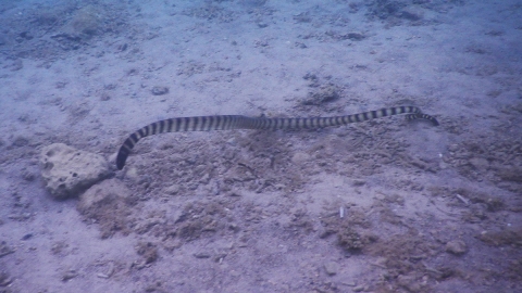 ウミヘビ 沖縄　美ら海