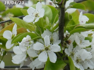 梨の花190423