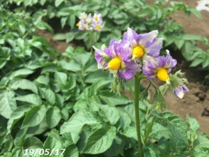 ジャガイモの花190517
