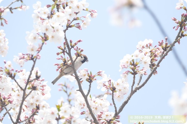 春の野鳥の写真