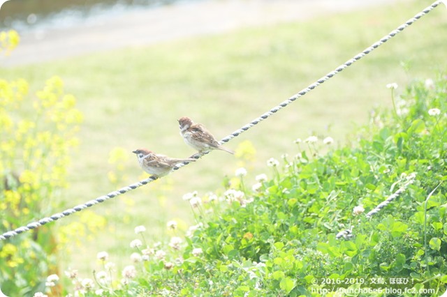 春の野鳥の写真