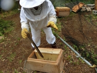 王蜂がいることを祈りつつ板のミツバチを一気に払って巣箱へ！（20190424）