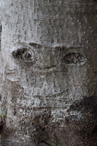 珍樹ハンター 樹木のそっくり写真 ハント術 fc2