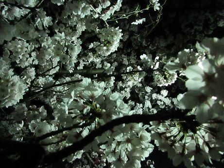19夜桜 (1)