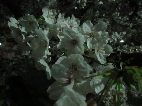 19夜桜 (3)