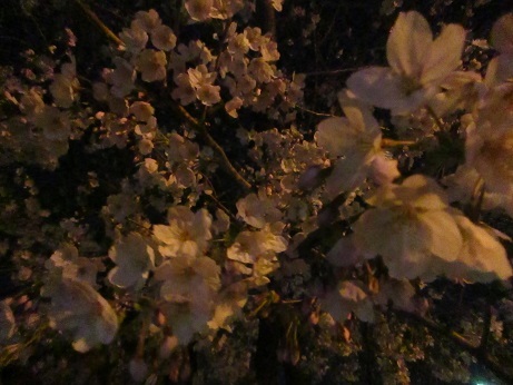 19夜桜 (4)