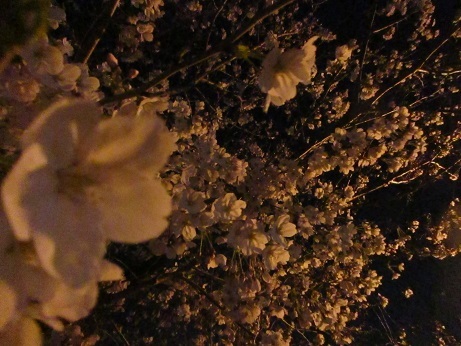 19夜桜 (6)