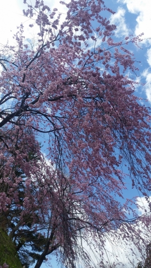 猪苗代の桜－亀ケ城公園01