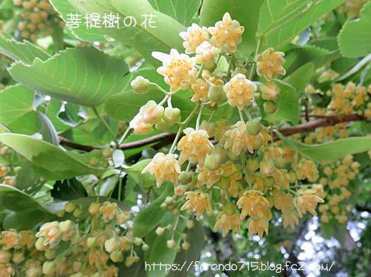 菩提樹の花