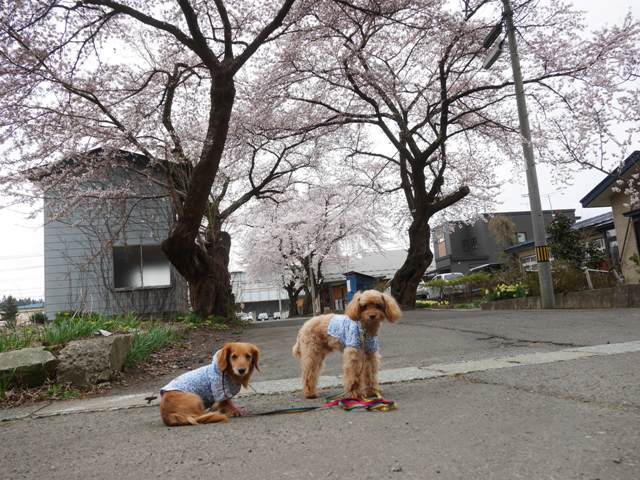 神明社から桜とスイセン
