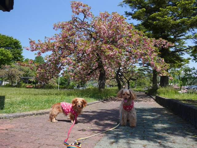 ふれあい公園の八重桜まだ咲いている…あついね１７日