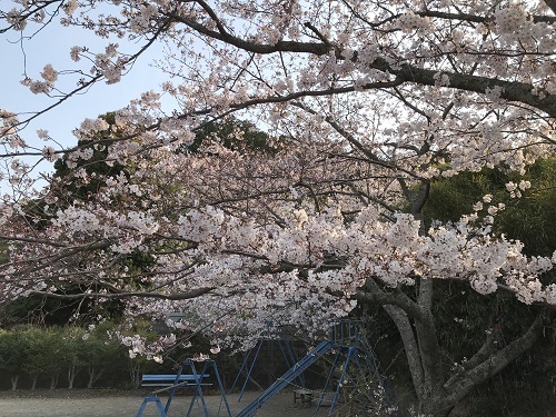 坂5公会堂満開の桜