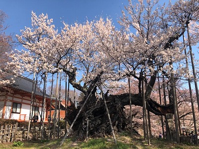 山高神代桜（H31,4,5)