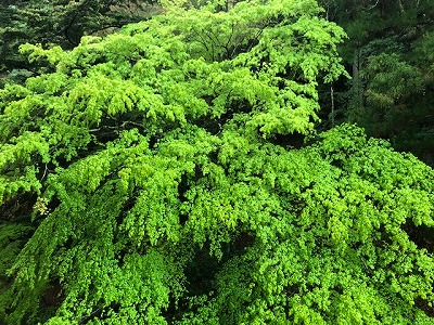 岩惣の庭の新緑（H31,4)