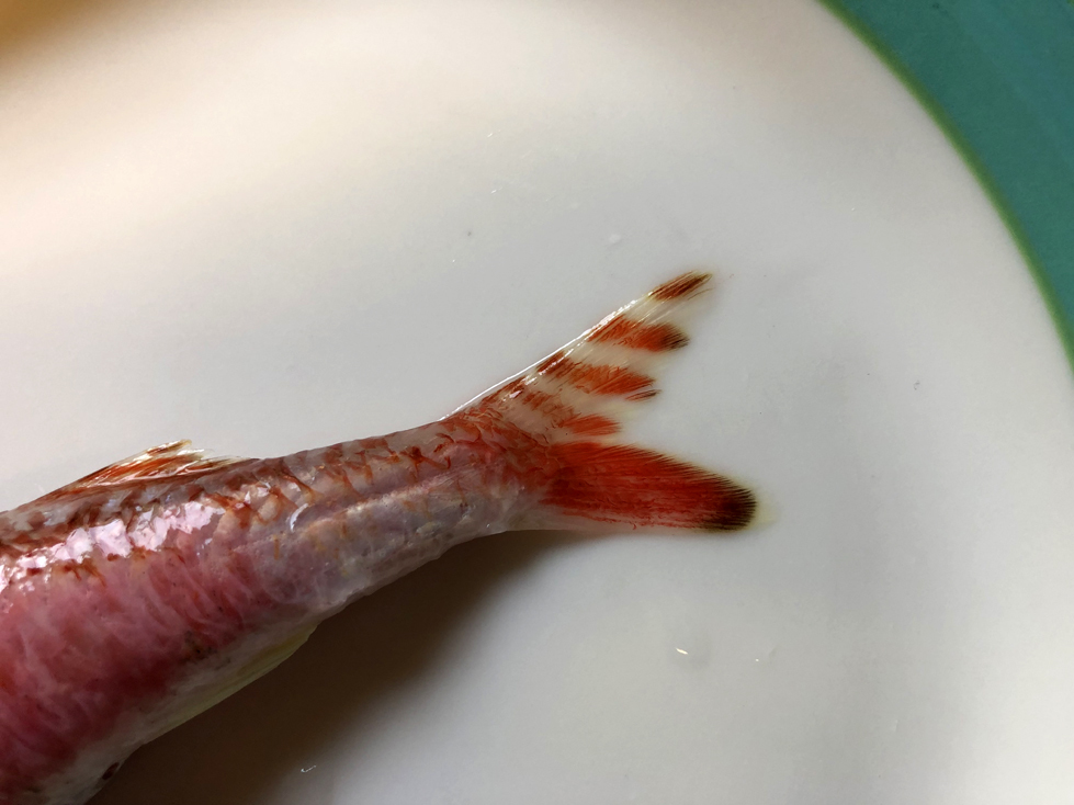 Tokusimafish2019-6