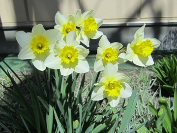 ４月の花壇１