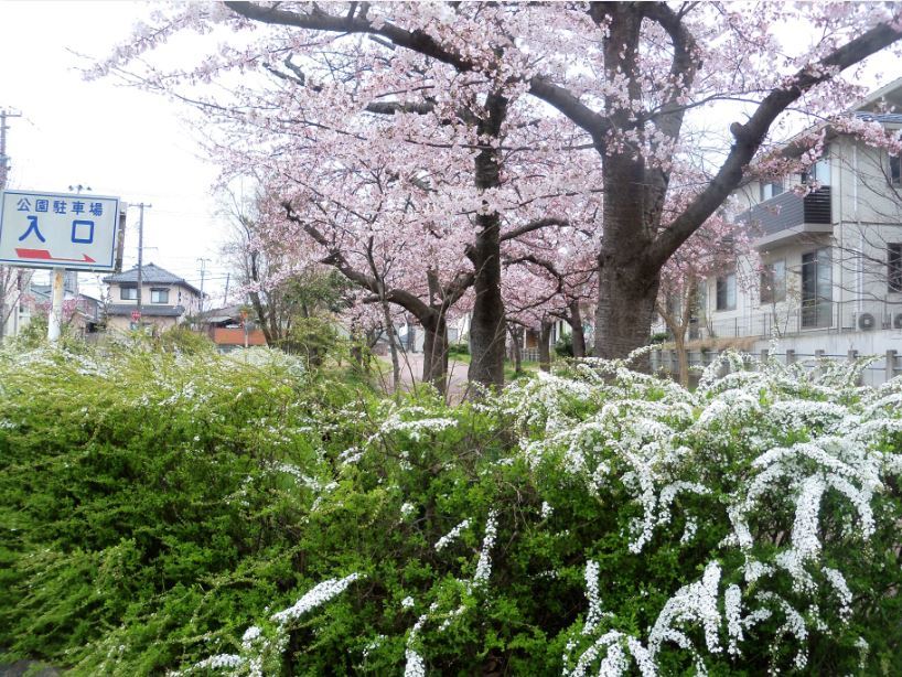 寺尾中央公園桜と雪柳