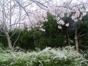 寺尾中央公園桜と雪柳-1