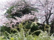 寺尾中央公園桜と雪柳-2
