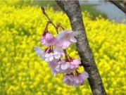 桜と菜の花-112