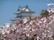 新発田城と桜-1