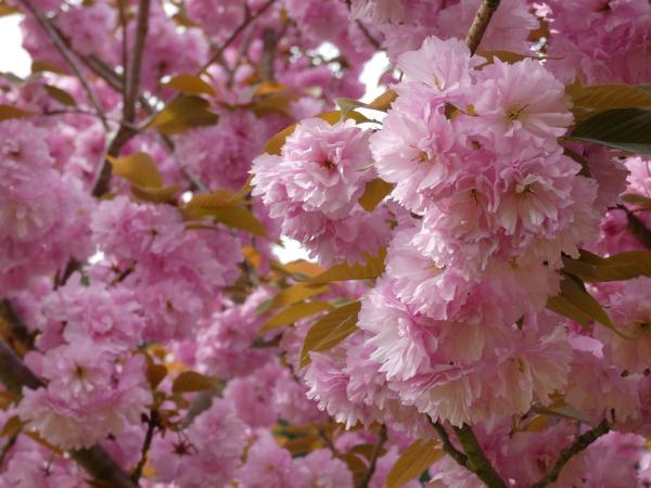 少し濃いめピンクのぼたん桜