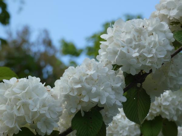 白いオオデマリの花と青空