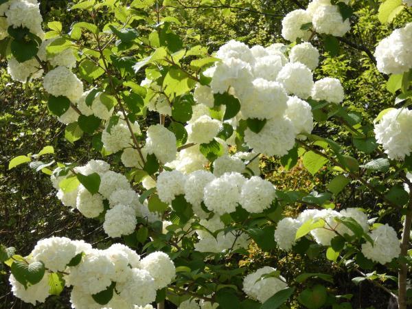 白いオオデマリの花と緑のコントラスト