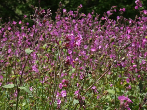 メナード青山　ハーブガーデンで咲いてたピンクの花