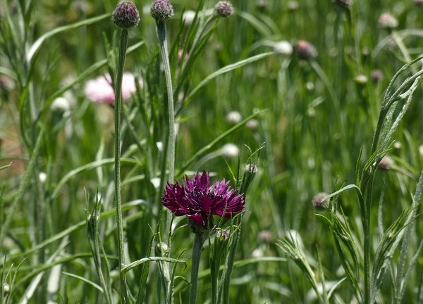 紫の矢車草