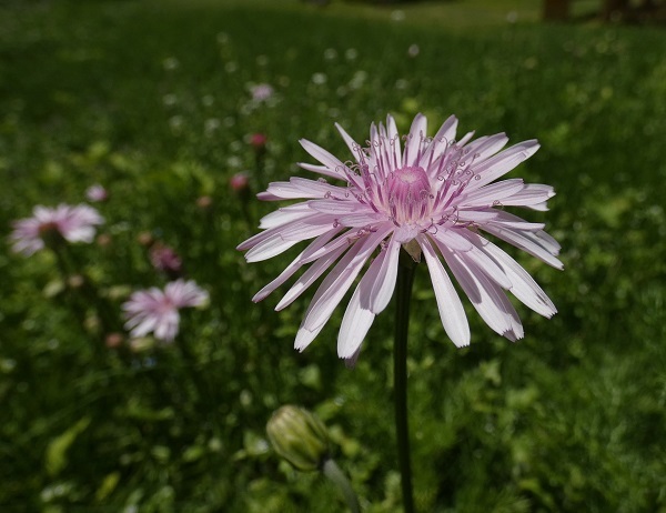 モモイロタンポポの花