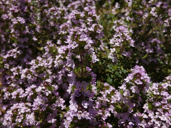 メナード青山リゾートのハーブガーデン　レモンタイムの花