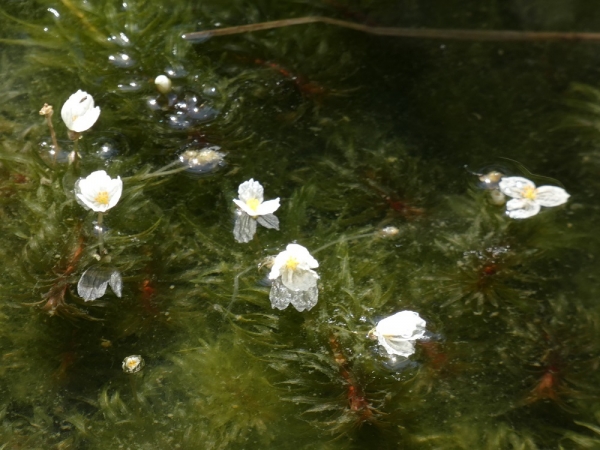 オオカナダモの白い花
