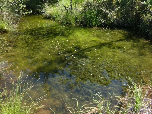 湿地の池