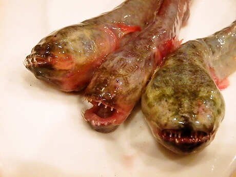 有明海のワラスボ 北海道の新サンマ 地魚と天ぷら うろこ屋 のブログ