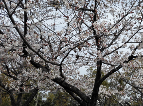 公園の桜（宍粟市）